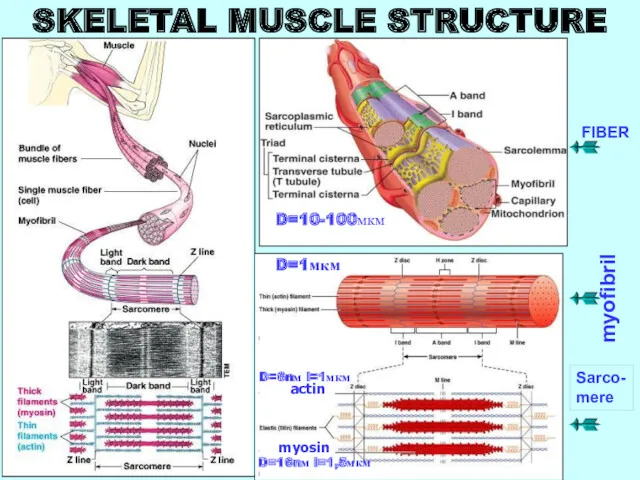 SKELETAL MUSCLE STRUCTURE myosin actin D=10-100мкм D=1мкм D=6nм l=1мкм D=16nм l=1,5мкм myofibril FIBER Sarco- mere