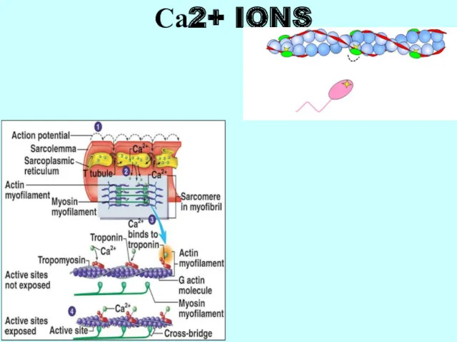 Са2+ IONS