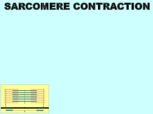 SARCOMERE CONTRACTION