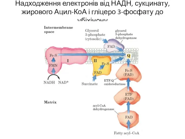 Надходження електронів від НАДН, сукцинату, жирового Ацил-КоА і гліцеро 3-фосфату до убіхінону