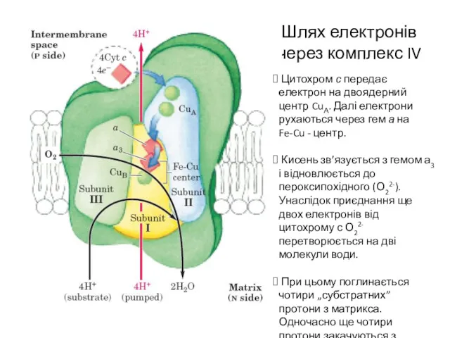 Шлях електронів через комплекс IV Цитохром с передає електрон на