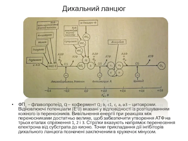 Дихальний ланцюг ФП1 – флавопротеїд, Q – кофермент Q; b,