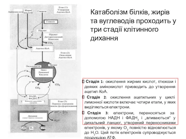 Стадія 1: окислення жирних кислот, глюкози і деяких амінокислот призводить