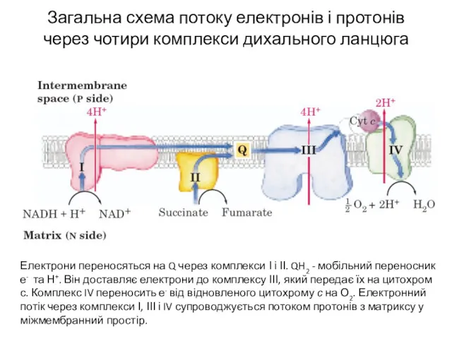 Загальна схема потоку електронів і протонів через чотири комплекси дихального