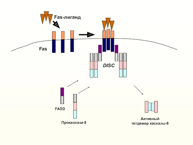 Прокаспаза-8 FADD Fas