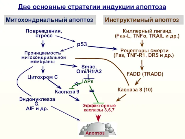 Эффекторные каспазы 3,6,7 Киллерный лиганд (Fas-L, TNFα, TRAIL и др.)