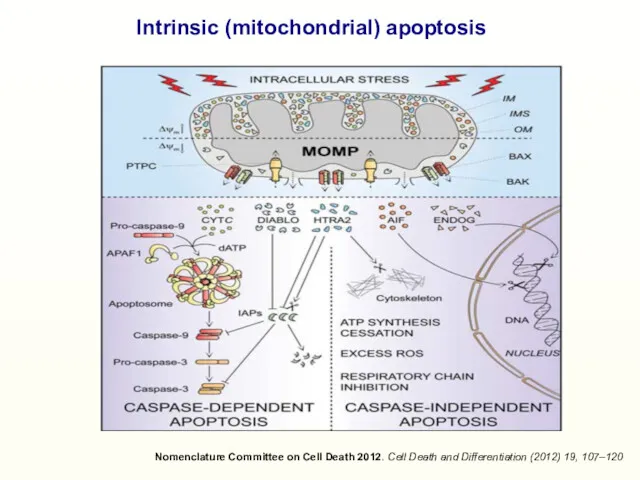 Nomenclature Committee on Cell Death 2012. Cell Death and Differentiation (2012) 19, 107–120 Intrinsic (mitochondrial) apoptosis