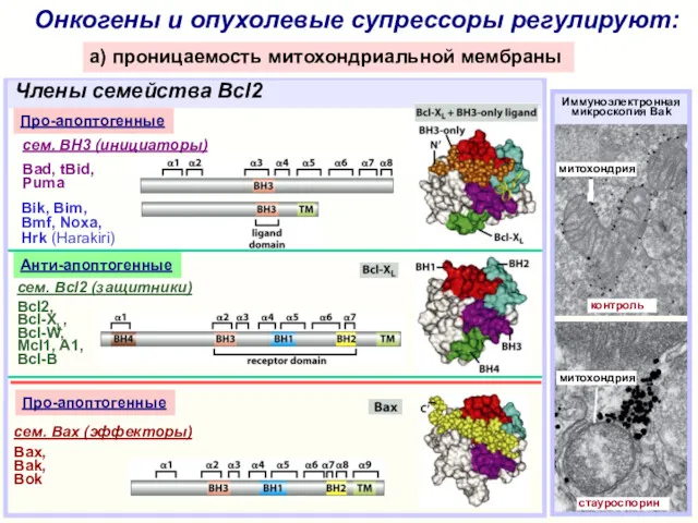 Онкогены и опухолевые супрессоры регулируют: a) проницаемость митохондриальной мембраны cем. Bcl2 (защитники) Bcl2,