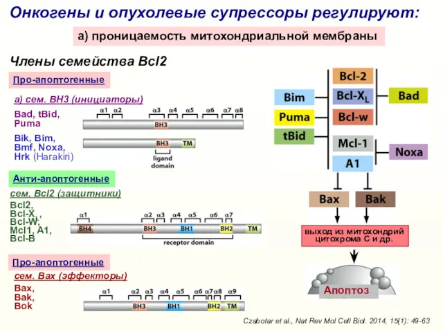 Онкогены и опухолевые супрессоры регулируют: a) проницаемость митохондриальной мембраны cем. Bcl2 (защитники) Bcl2,