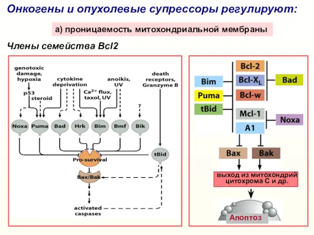 Онкогены и опухолевые супрессоры регулируют: a) проницаемость митохондриальной мембраны Члены семейства Bcl2 выход