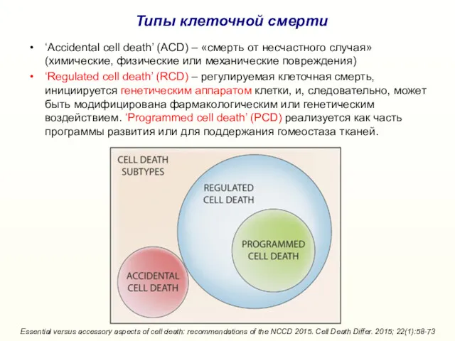 ‘Accidental cell death’ (ACD) – «смерть от несчастного случая» (химические, физические или механические