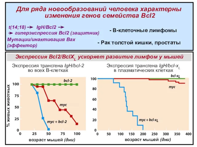 t(14;18) IgH/ Bcl2 гиперэкспрессия Bcl2 (защитник) - В-клеточные лимфомы Мутации/инактивация