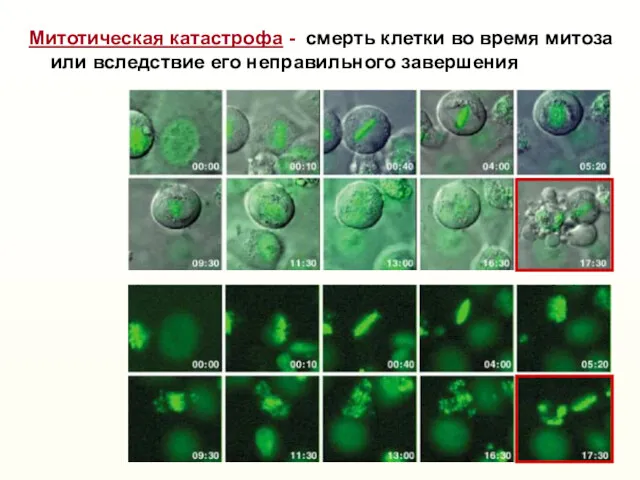 Митотическая катастрофа - смерть клетки во время митоза или вследствие его неправильного завершения