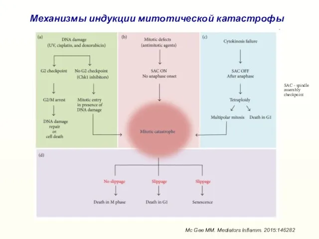 Механизмы индукции митотической катастрофы Mc Gee MM. Mediators Inflamm. 2015:146282 SAC - spindle assembly checkpoint