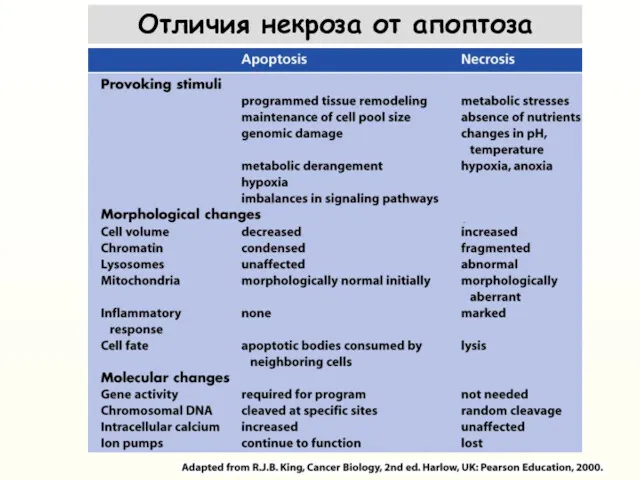 Отличия некроза от апоптоза