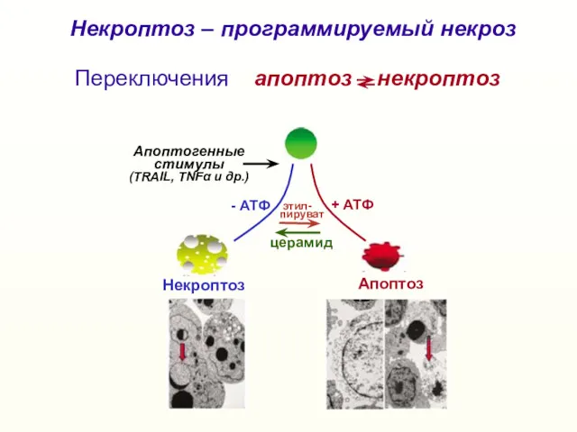 Некроптоз Апоптоз + АТФ - АТФ Апоптогенные стимулы (TRAIL, TNFα