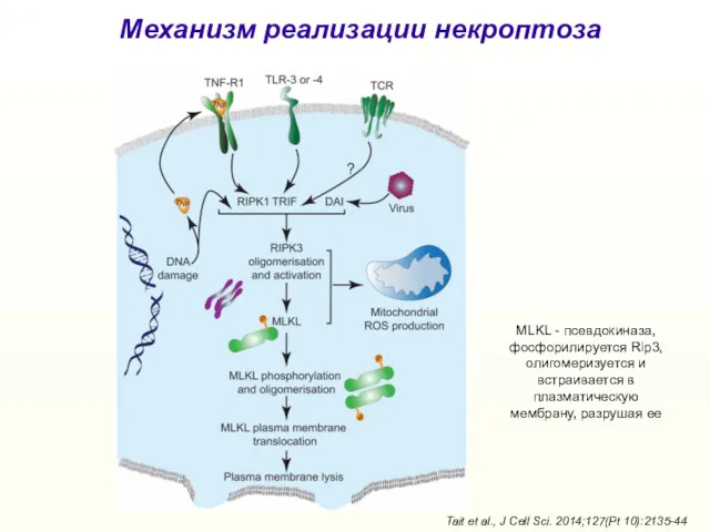 Tait et al., J Cell Sci. 2014;127(Pt 10):2135-44 Механизм реализации некроптоза MLKL -