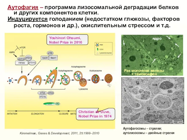 Аутофагия – программа лизосомальной деградации белков и других компонентов клетки. Индуцируется голоданием (недостатком