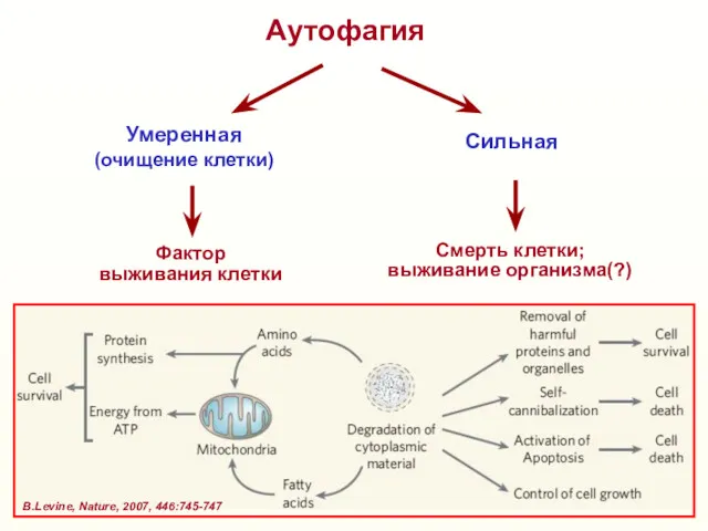 Аутофагия Умеренная (очищение клетки) Сильная Фактор выживания клетки Смерть клетки; выживание организма(?) В.Levine, Nature, 2007, 446:745-747