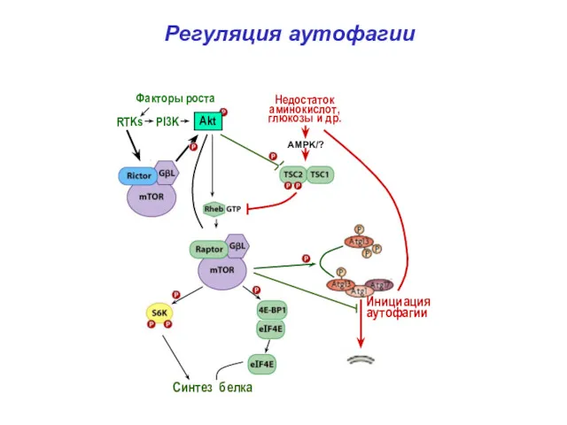 Регуляция аутофагии Синтез белка Инициация аутофагии