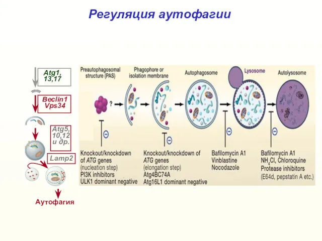 Регуляция аутофагии Аутофагия Beclin1 Vps34 Atg1, 13,17 Atg5, 10,12 и др. Lamp2