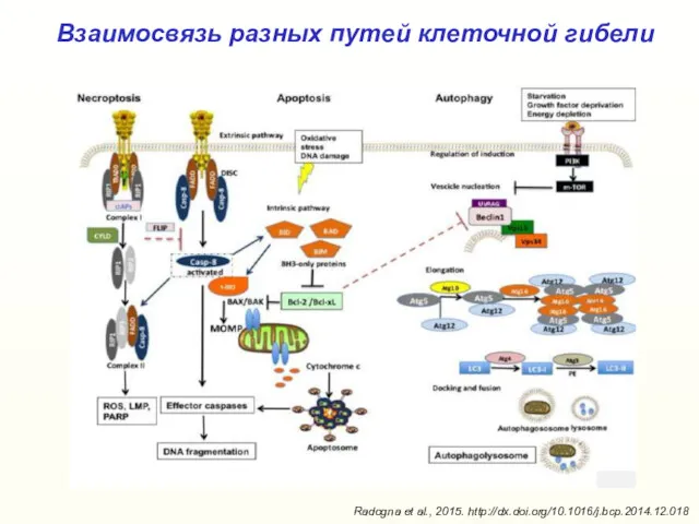 Взаимосвязь разных путей клеточной гибели Radogna et al., 2015. http://dx.doi.org/10.1016/j.bcp.2014.12.018