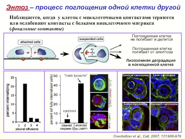 Лизозомная деградация в поглощенной клетке Поглощенная клетка не погибает и делится Overholtzer et