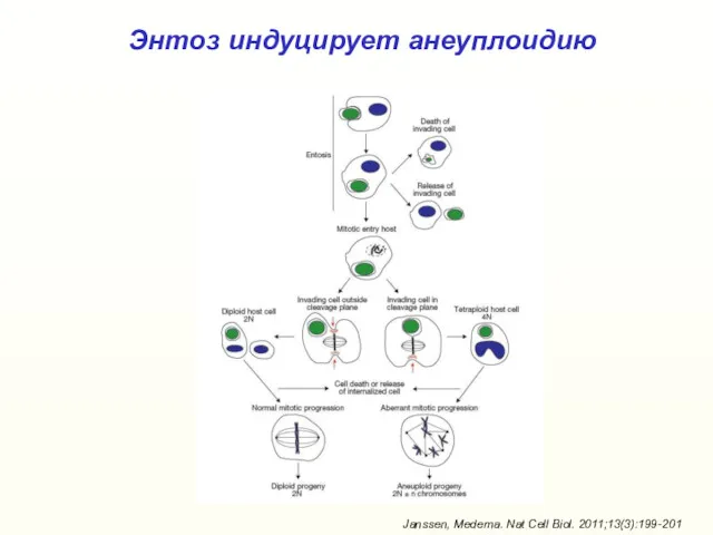 Энтоз индуцирует анеуплоидию Janssen, Medema. Nat Cell Biol. 2011;13(3):199-201