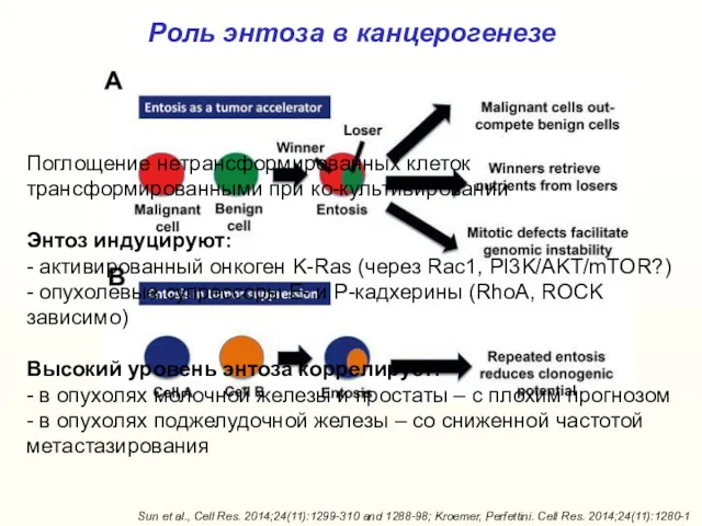 Роль энтоза в канцерогенезе Sun et al., Cell Res. 2014;24(11):1299-310 and 1288-98; Kroemer,