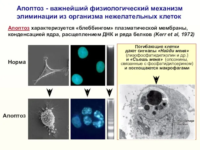 Погибающие клетки дают сигналы «Найди меня» (лизофосфатидилхолин и др.) и «Съешь меня» (опсонины,