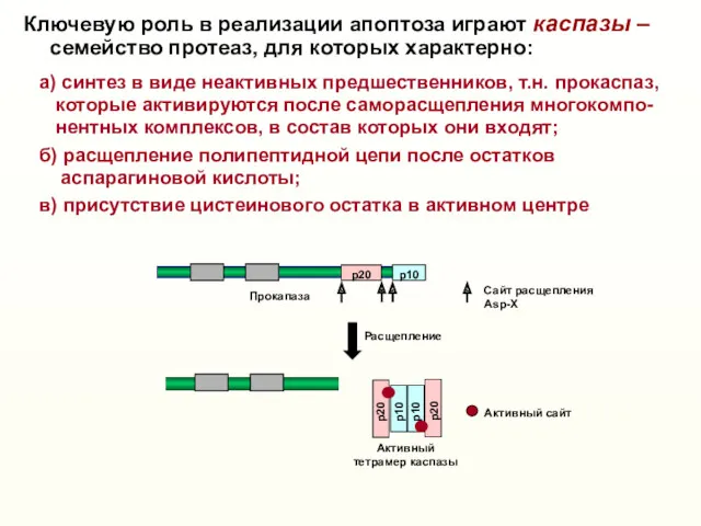 Активный тетрамер каспазы Сaйт расщепления Asp-X Расщепление Активный caйт p20 p10 p20 p10