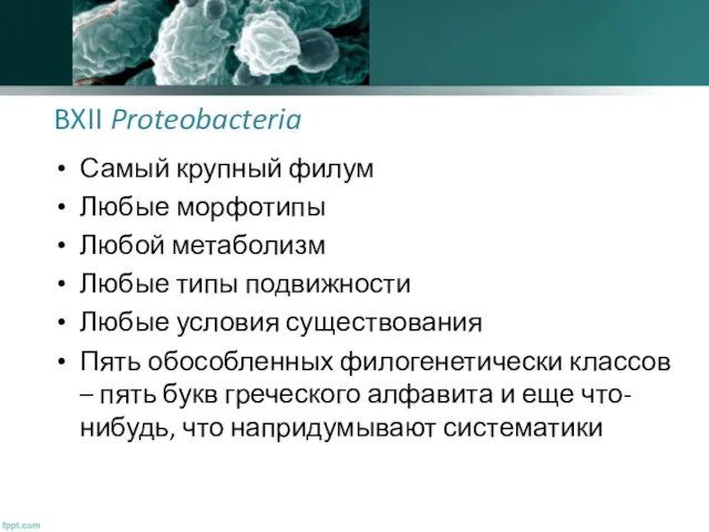 BXII Proteobacteria Самый крупный филум Любые морфотипы Любой метаболизм Любые