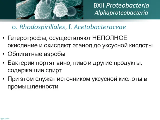 o. Rhodospirillales, f. Acetobacteraceae Гетеротрофы, осуществляют НЕПОЛНОЕ окисление и окисляют