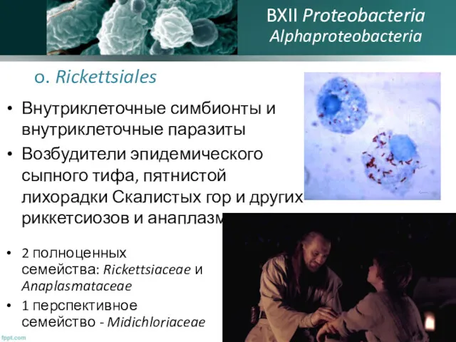 o. Rickettsiales Внутриклеточные симбионты и внутриклеточные паразиты Возбудители эпидемического сыпного