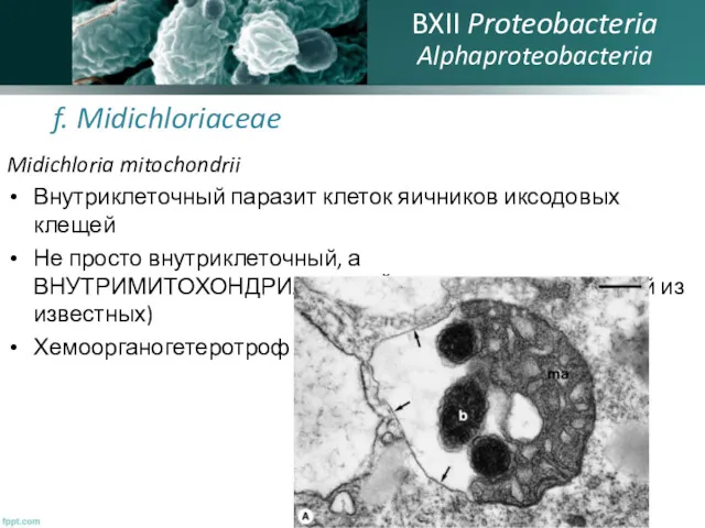 f. Midichloriaceae Midichloria mitochondrii Внутриклеточный паразит клеток яичников иксодовых клещей