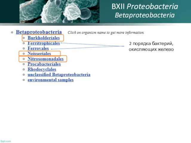 BXII Proteobacteria Betaproteobacteria 2 порядка бактерий, окисляющих железо