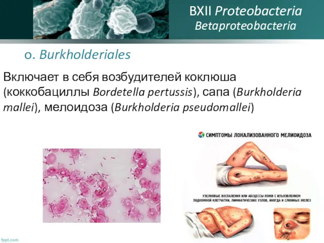 o. Burkholderiales Включает в себя возбудителей коклюша (коккобациллы Bordetella pertussis),