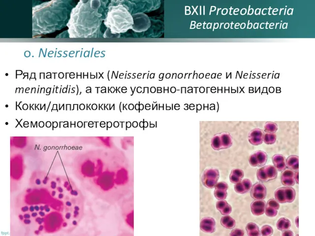 o. Neisseriales Ряд патогенных (Neisseria gonorrhoeae и Neisseria meningitidis), а