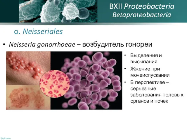 o. Neisseriales Neisseria gonorrhoeae – возбудитель гонореи BXII Proteobacteria Betaproteobacteria