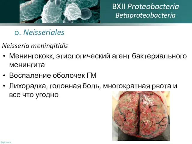 o. Neisseriales Neisseria meningitidis Менингококк, этиологический агент бактериального менингита Воспаление
