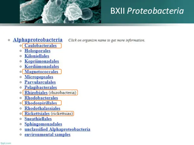 BXII Proteobacteria