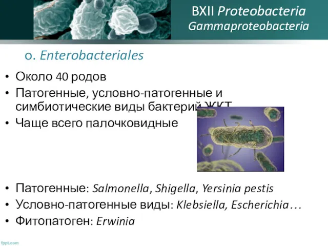 o. Enterobacteriales Около 40 родов Патогенные, условно-патогенные и симбиотические виды