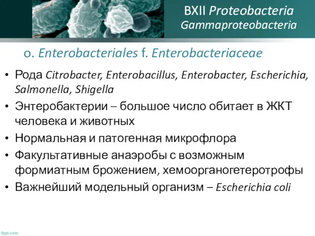 o. Enterobacteriales f. Enterobacteriaceae BXII Proteobacteria Gammaproteobacteria Рода Citrobacter, Enterobacillus,