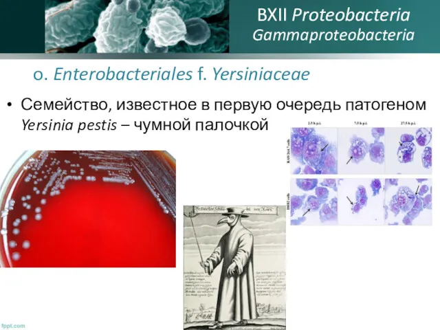 o. Enterobacteriales f. Yersiniaceae Семейство, известное в первую очередь патогеном