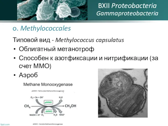 o. Methylococcales Типовой вид - Methylococcus capsulatus Облигатный метанотроф Способен