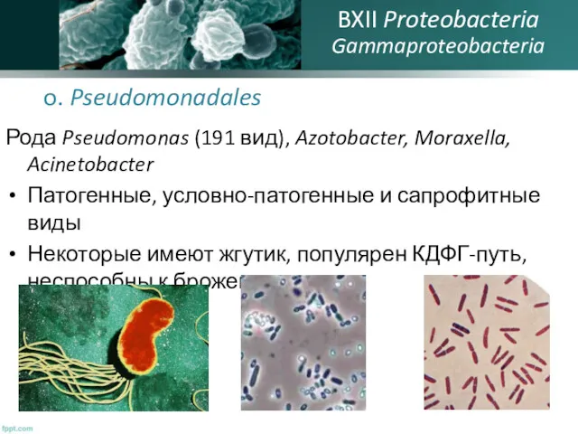 o. Pseudomonadales Рода Pseudomonas (191 вид), Azotobacter, Moraxella, Acinetobacter Патогенные,