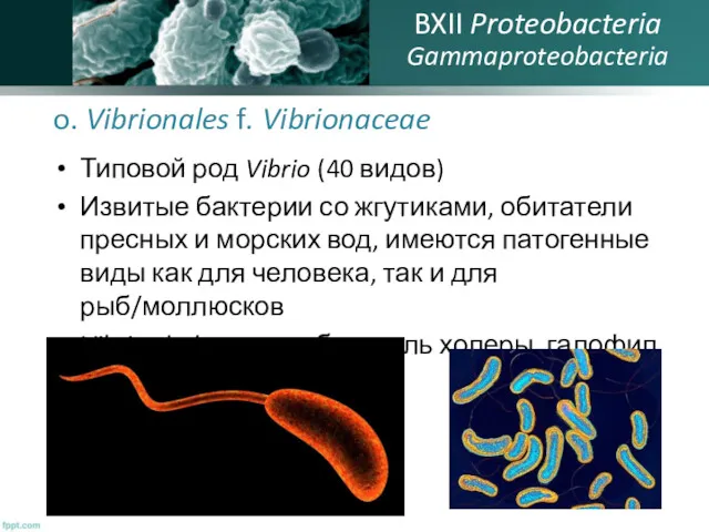 o. Vibrionales f. Vibrionaceae Типовой род Vibrio (40 видов) Извитые
