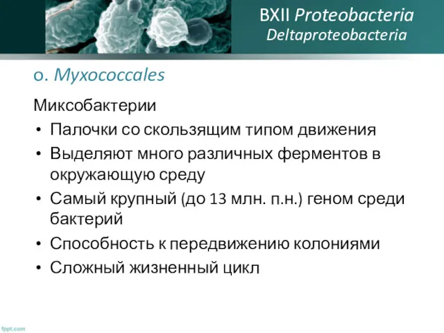 o. Myxococcales Миксобактерии Палочки со скользящим типом движения Выделяют много
