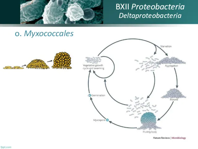 o. Myxococcales BXII Proteobacteria Deltaproteobacteria