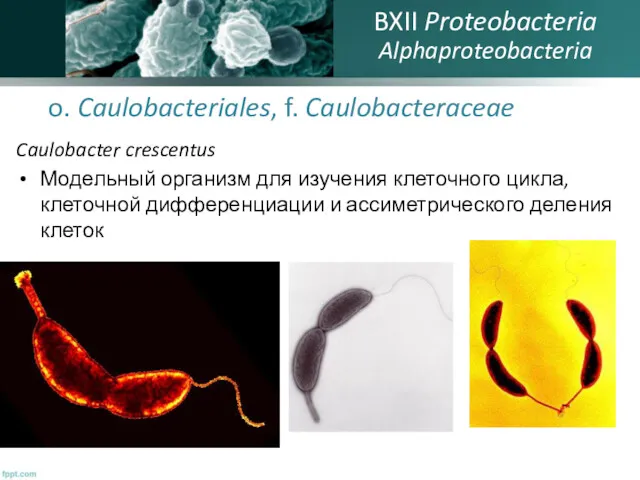 o. Caulobacteriales, f. Caulobacteraceae Caulobacter crescentus Модельный организм для изучения